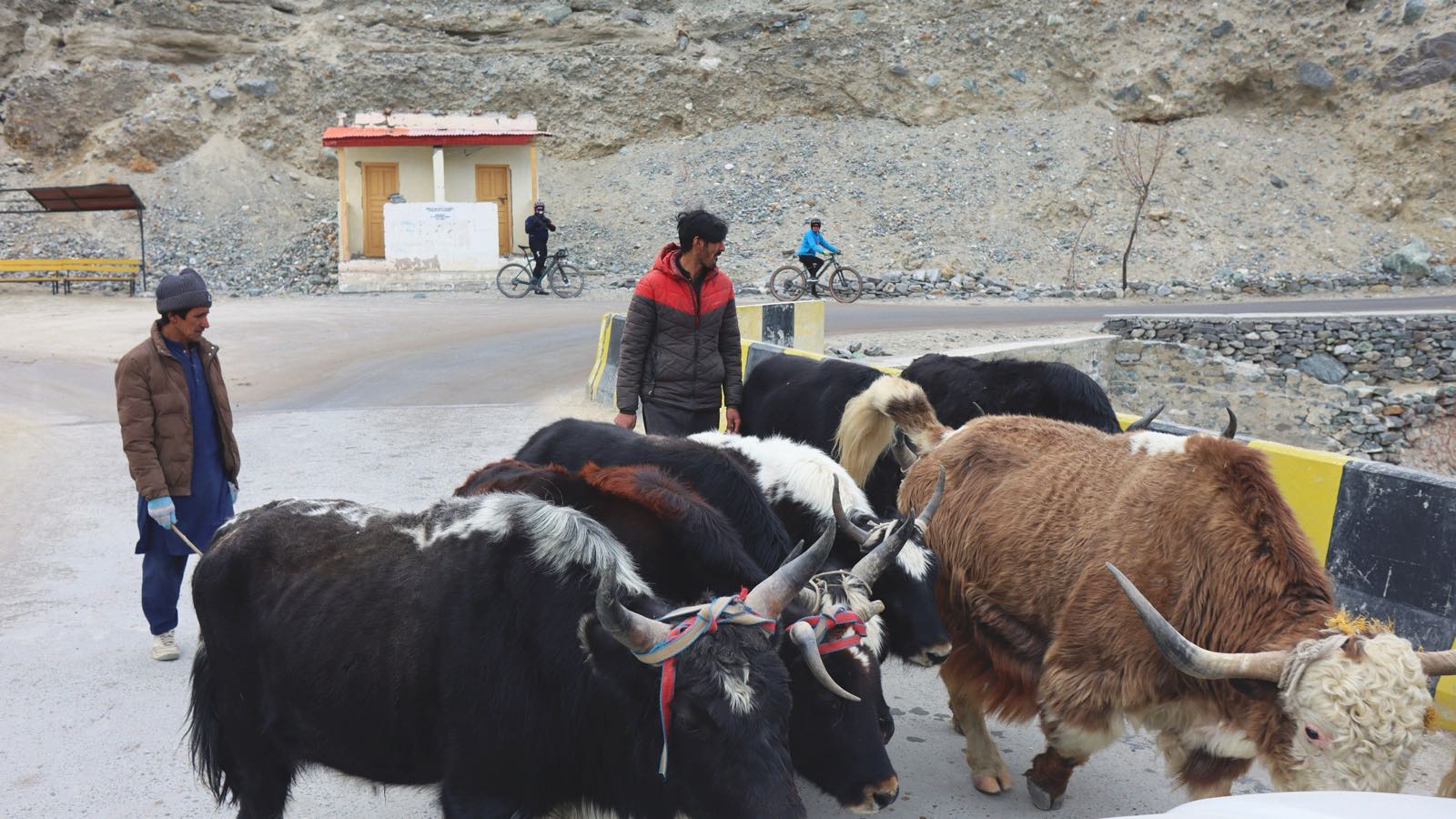 A yak holding its ground on the road as riders wait